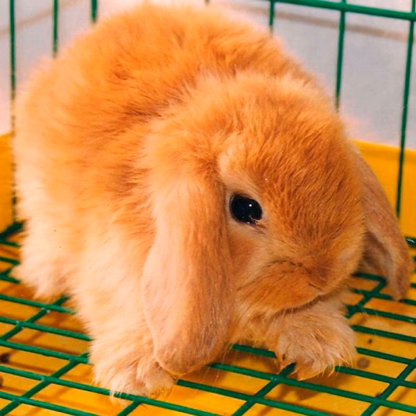 ¿Dónde puedo adoptar un conejo en Perú?