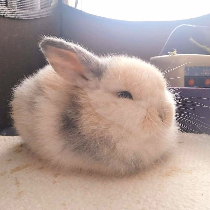 What is the meaning of El Gorditos?