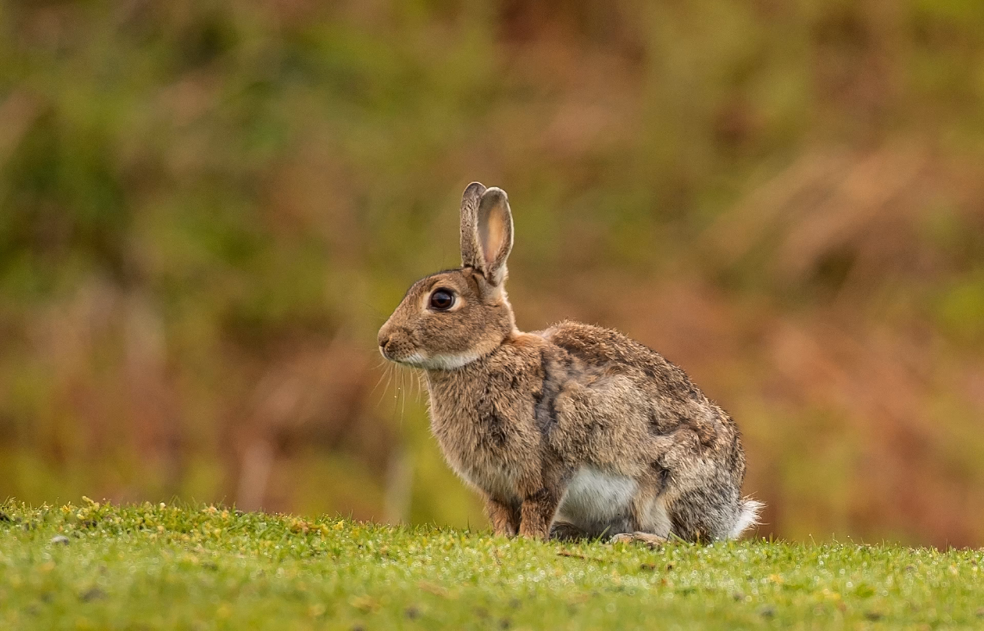 What kind of liquor is 400 Conejos?