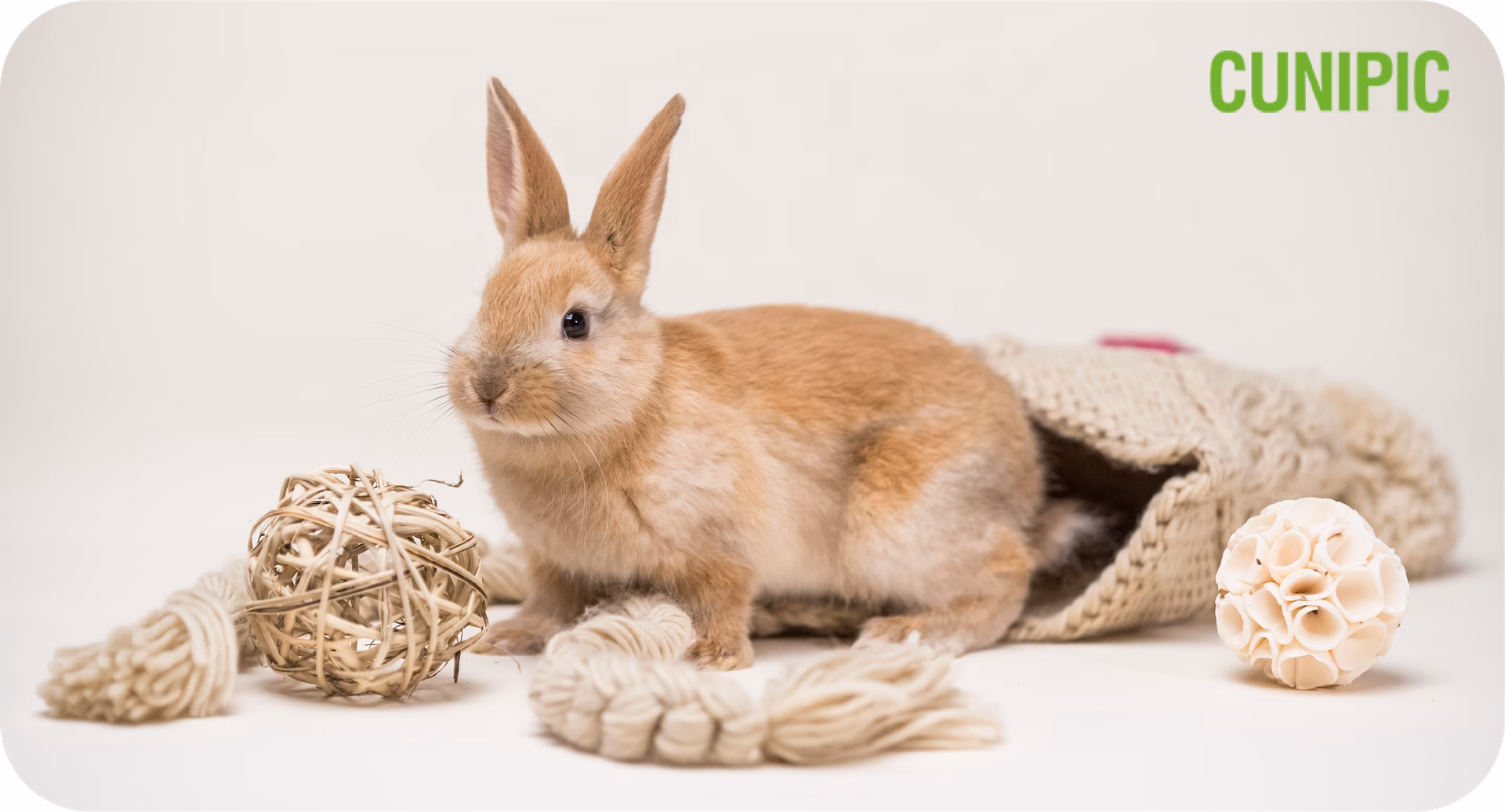 ¿Cómo se llama el juego que juegan los conejos?