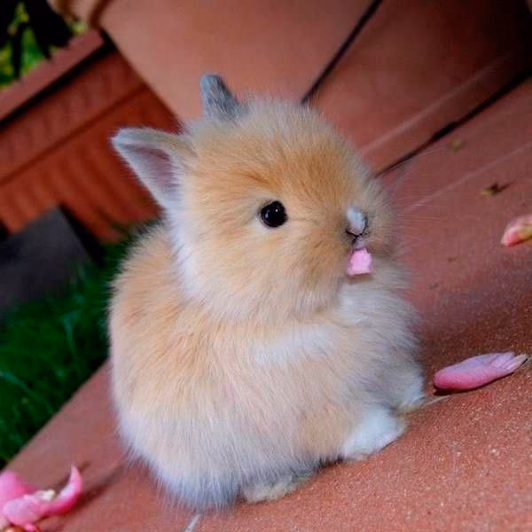 ¿Cuánto cuesta un conejo peruano?