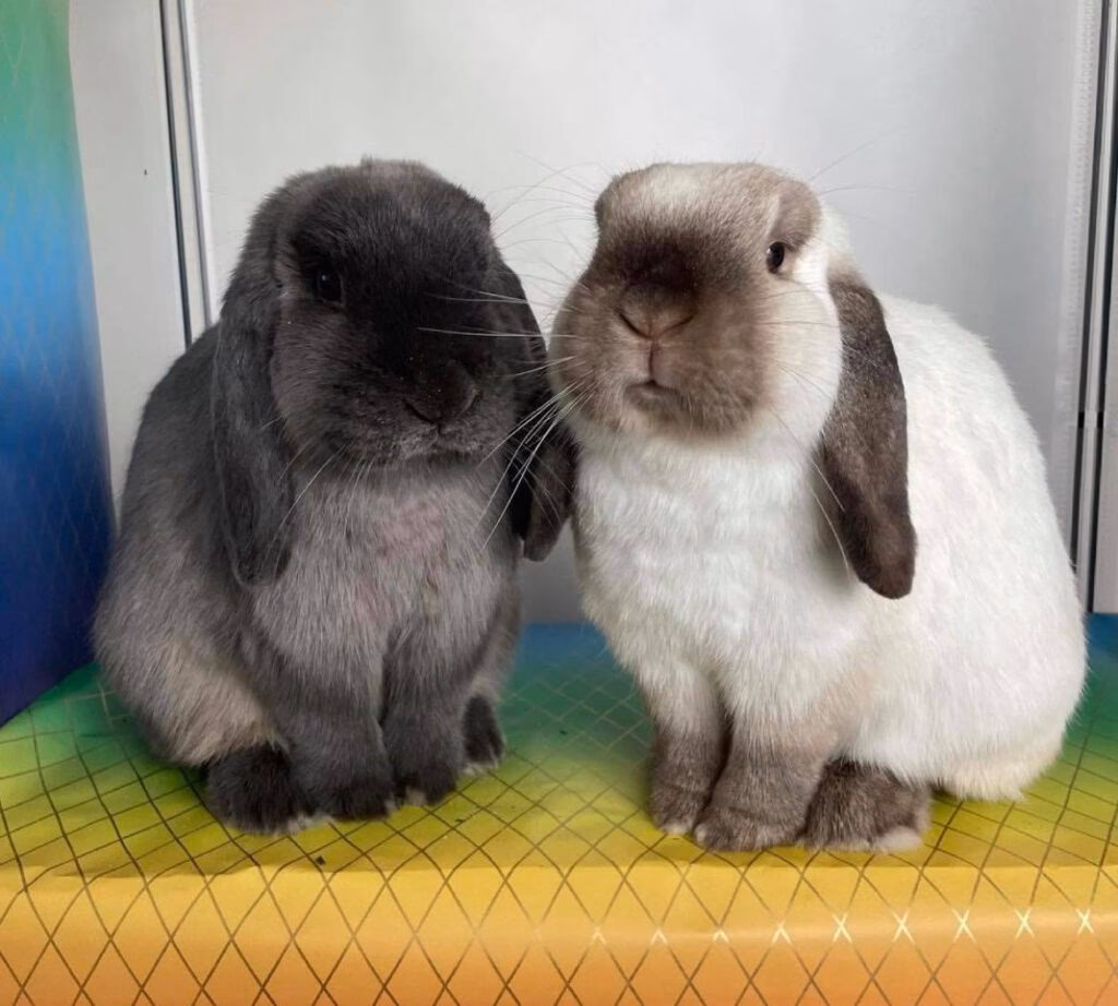 ¿Cómo puedo hacer que dos conejos se conozcan?