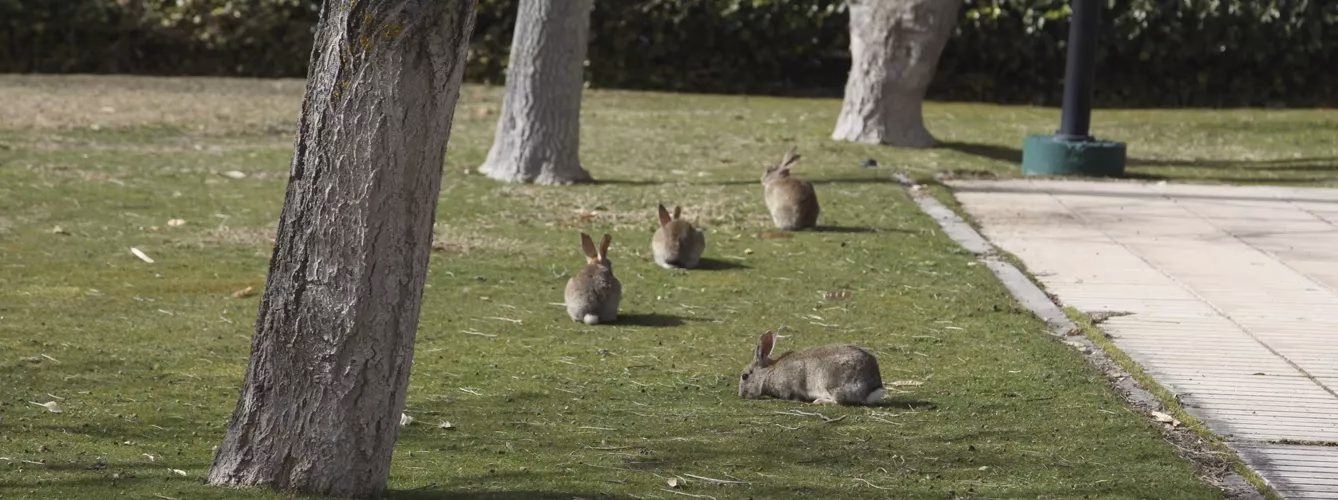 ¿Dónde hay conejos en Madrid?