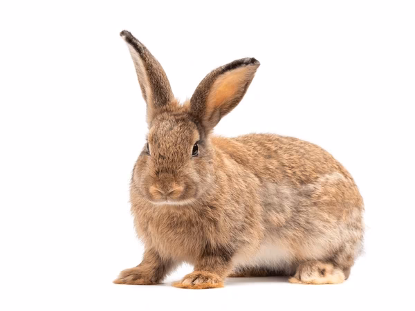 ¿Cómo se llama un conejo marrón?