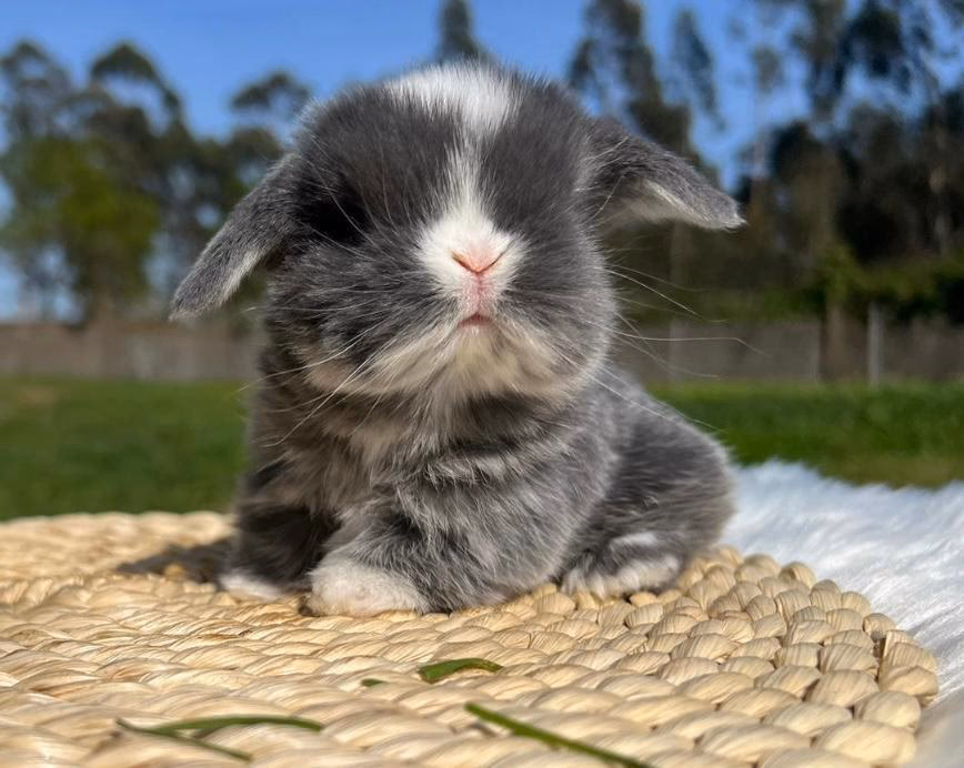 ¿Cuándo se le caen las orejas a los conejos mini lop?