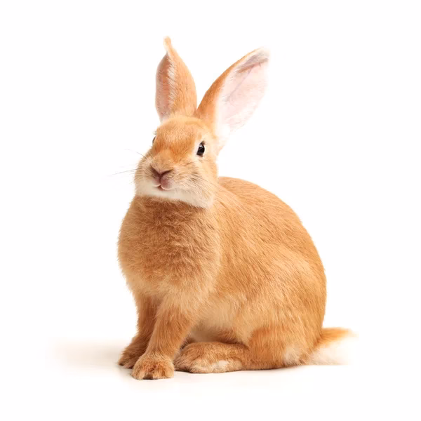 ¿Cómo se llama el conejo NAranja?