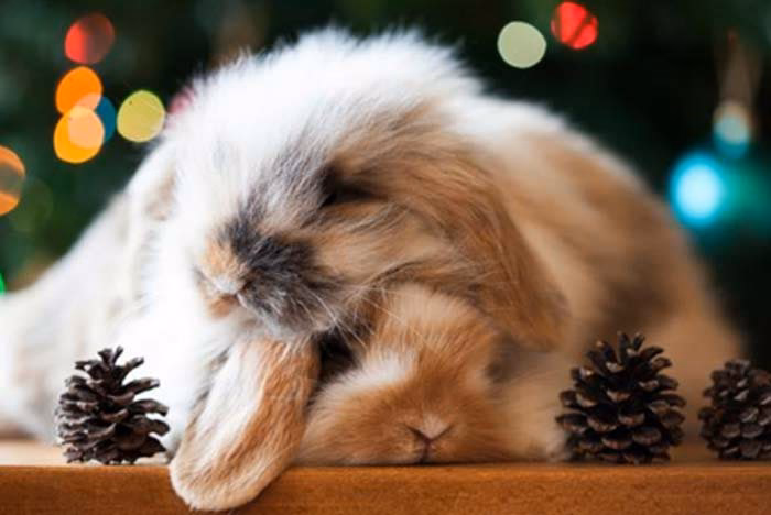 ¿Es recomendable tapar la jaula del conejo por la noche?