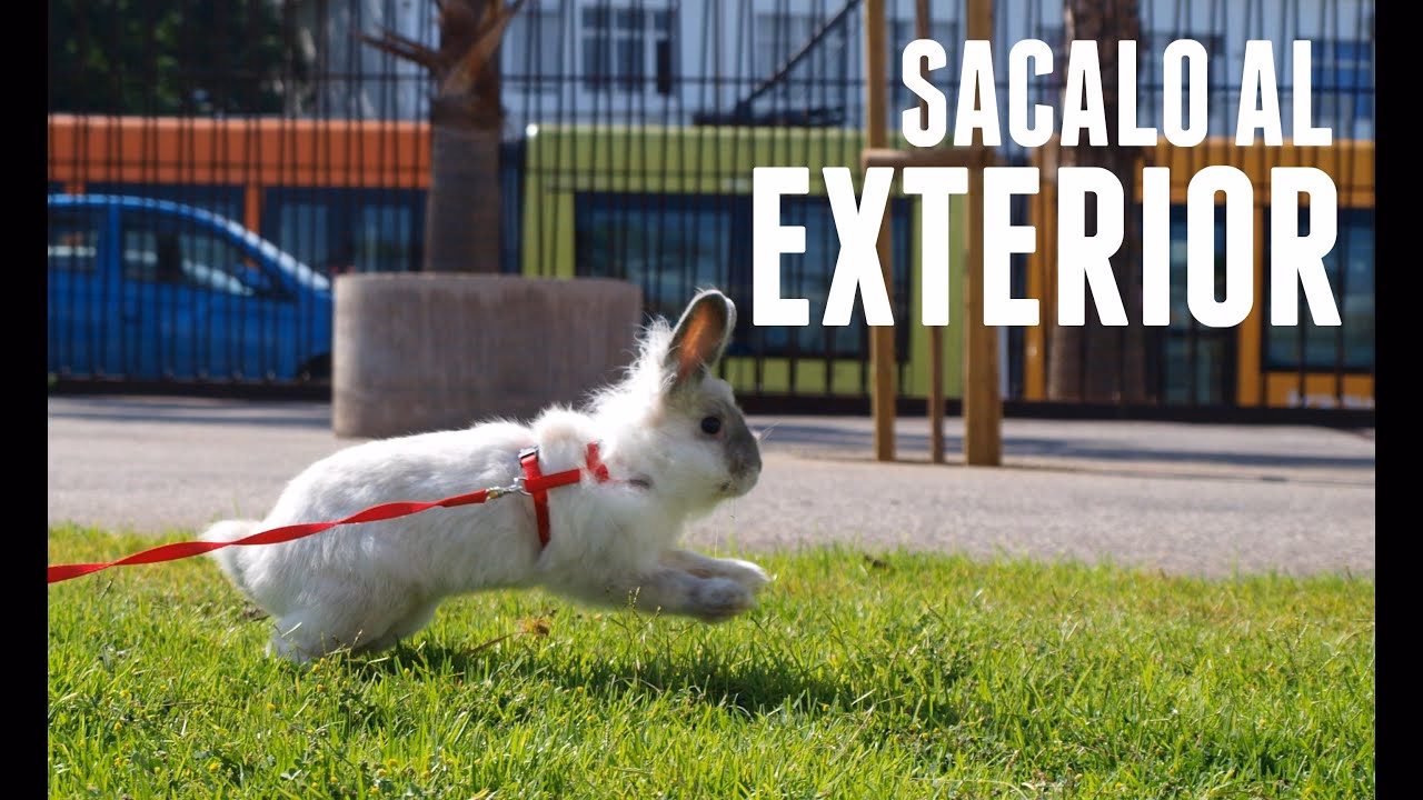 ¿Es bueno dejar a los conejos sueltos?