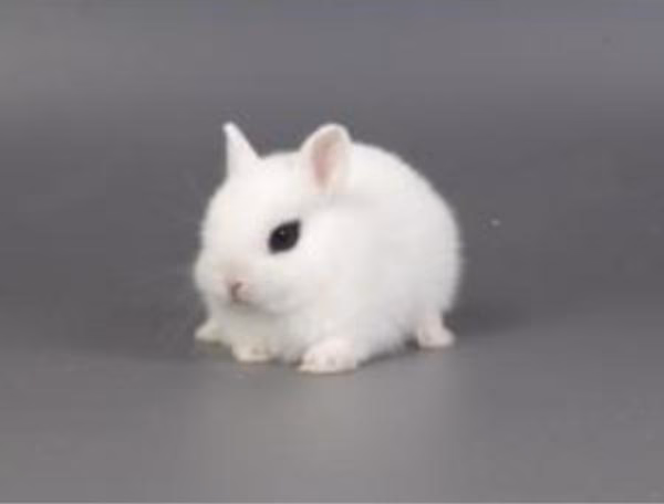 ¿Cuál es la raza de conejos más pequeña?