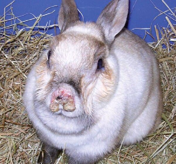 ¿Qué animales afectan al asma?