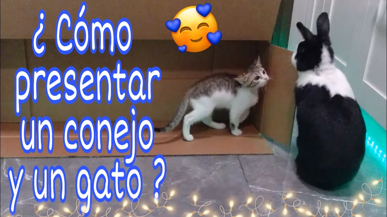 ¿Pueden los conejos y los gatos jugar juntos?