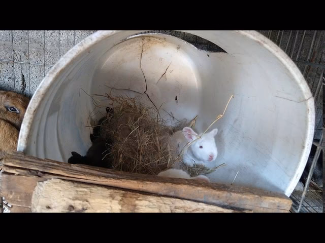 ¿Qué es la consanguinidad en los conejos?