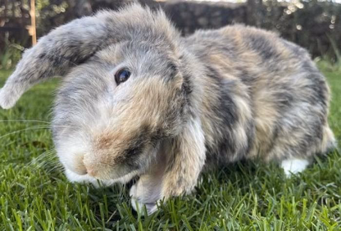 ¿Cuál es la dosis de prednisona para conejos?