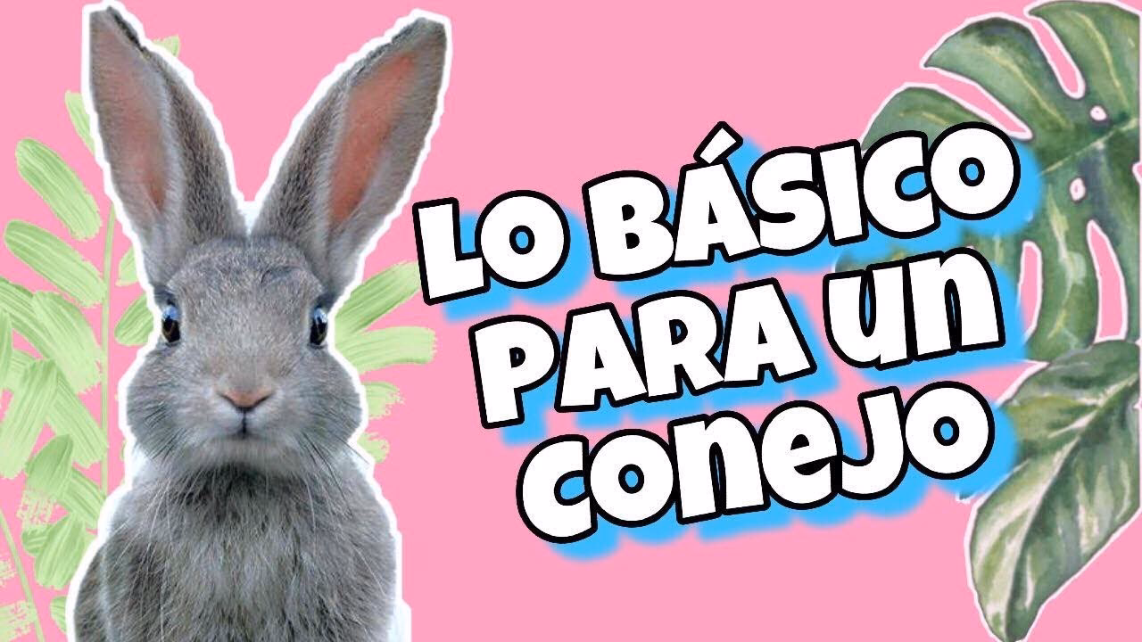 ¿Qué necesitas saber antes de adquirir un conejito?