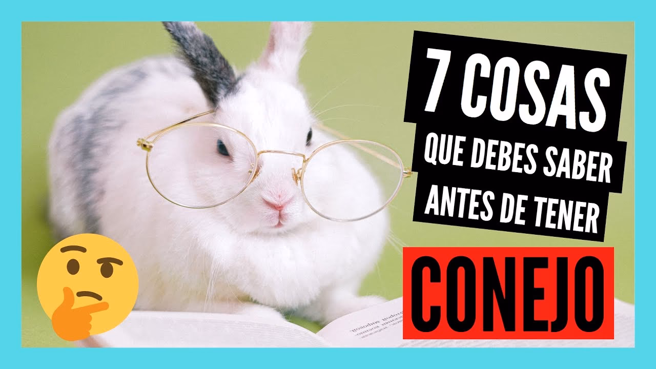 ¿Qué necesitas saber antes de adquirir un conejito?