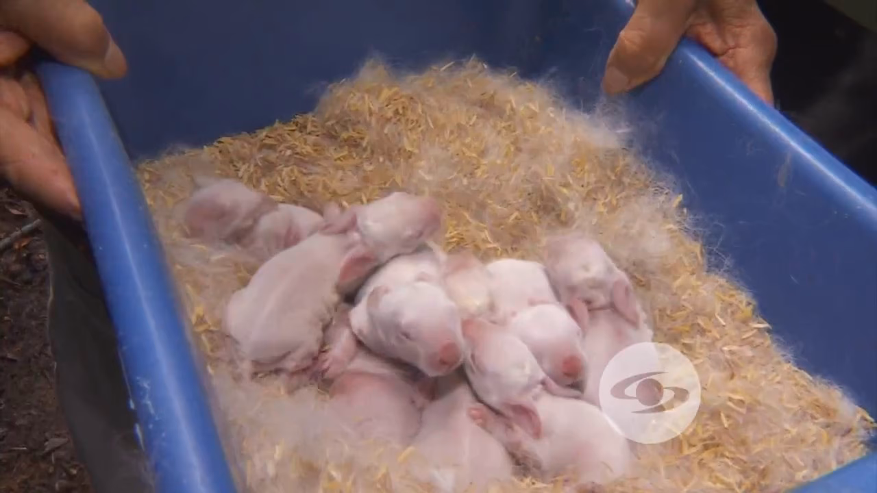 ¿Cuál es la producción de conejos en Colombia?