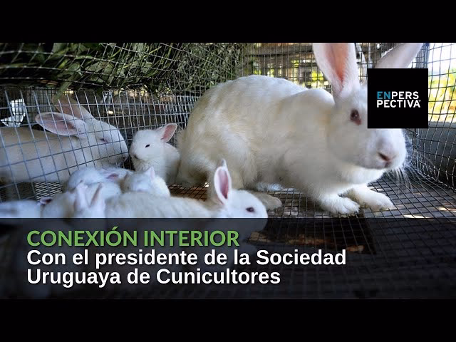 ¿Qué razas de conejos se crían en Uruguay?