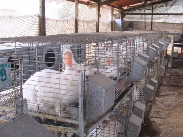 ¿Dónde puedo criar conejos?