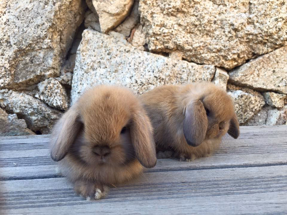 ¿Cuántos años vive un conejo mini lop?