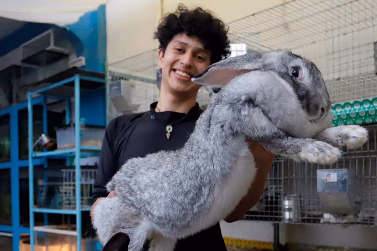 ¿Cuáles son los principales estados productores de carne de conejo en México?