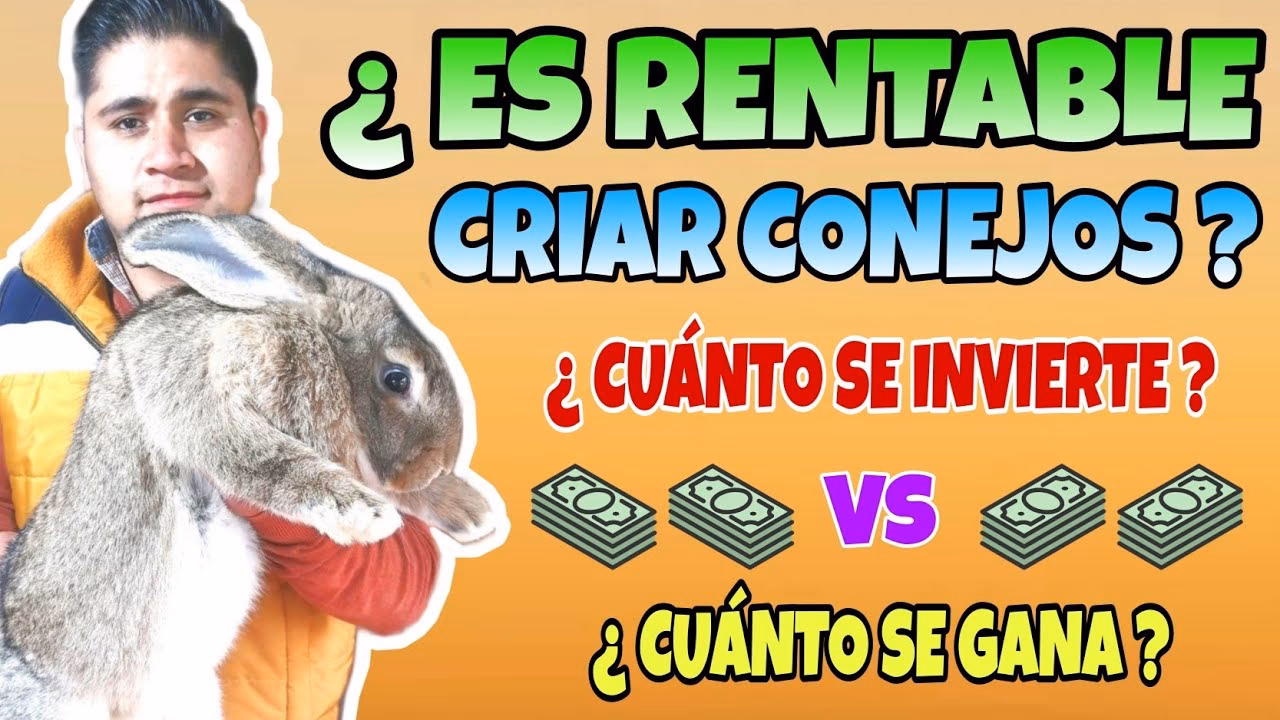 ¿Qué tan rentable es la cunicultura?