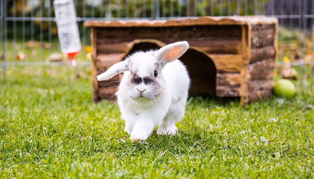 ¿Cuánto puedo vender un conejo?