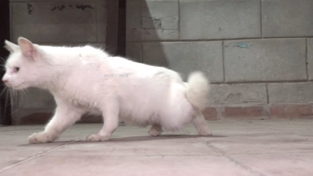 ¿Qué raza de gato se cruza con un conejo?