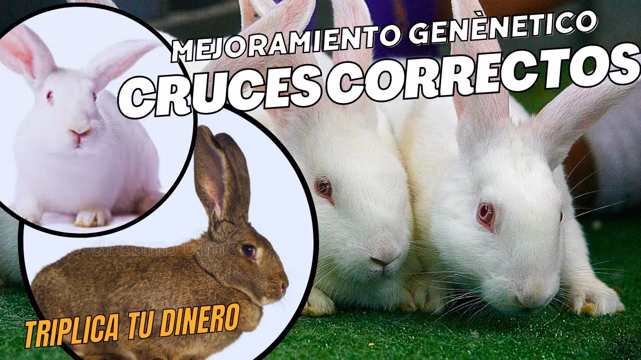 ¿Cuántos tipos de cruzamiento hay?