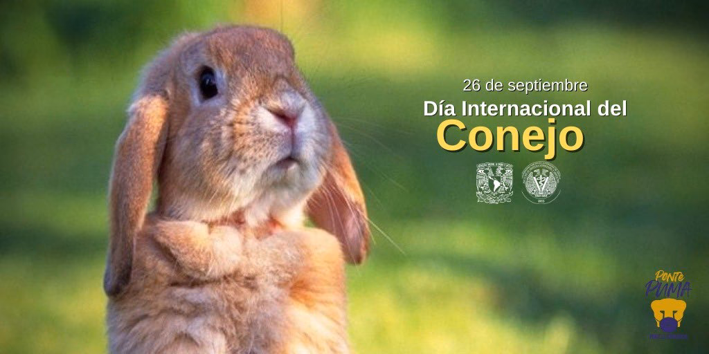 ¿Qué día es el Día Nacional del Conejo?