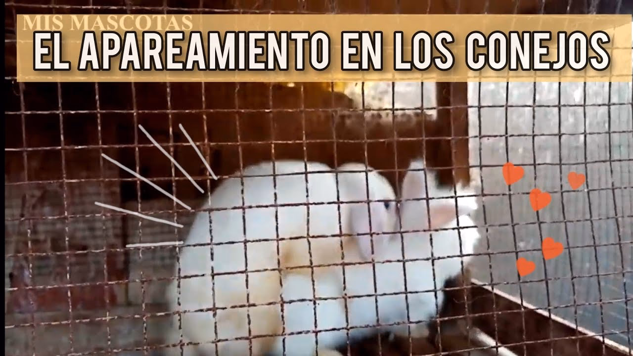 ¿Cuántas veces copula un conejo al día?
