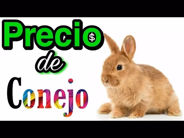 ¿Cuánto cuesta tener un conejo al mes?