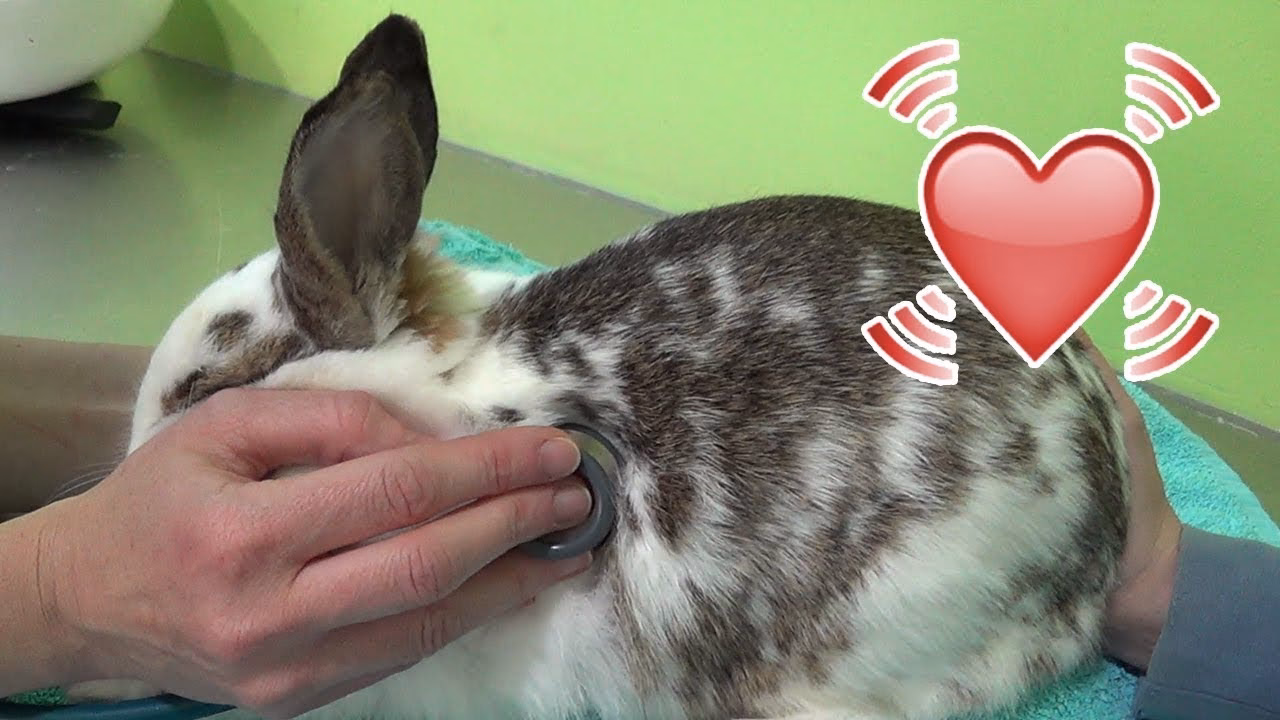 ¿Qué tan rápido late el corazón de un conejo?