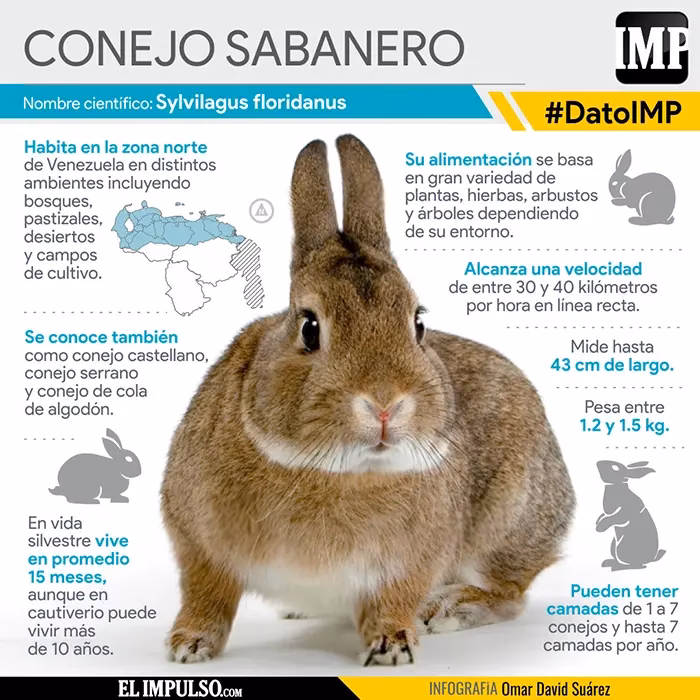 ¿Cuánto debe pesar un conejo doméstico?