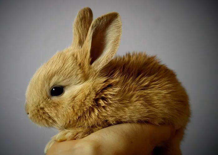 ¿Qué puede causar la muerte de un conejo?