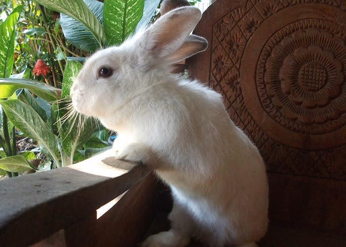 ¿Cuánto tiempo vive un conejo en casa?