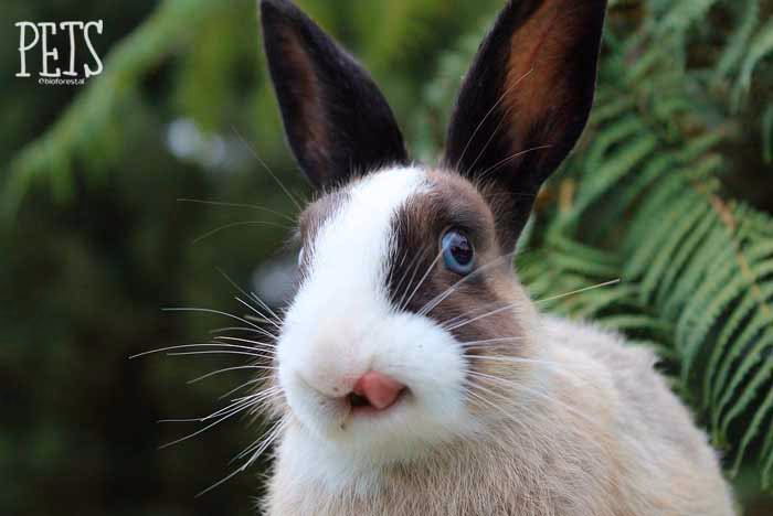 ¿Cuál es el tiempo máximo que puede pasar un conejo sin comer?