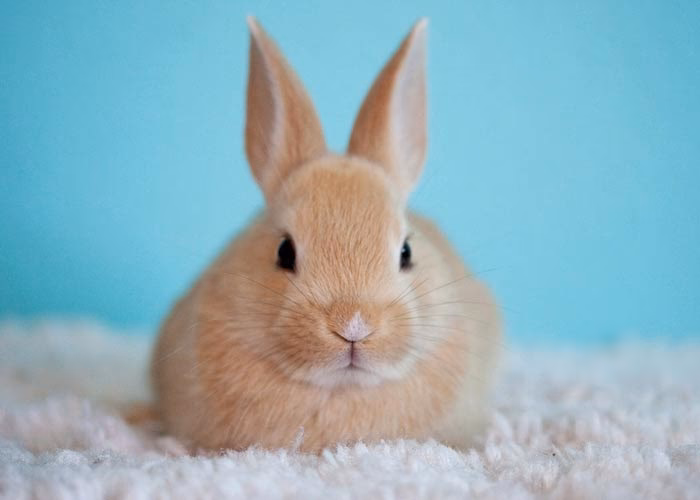 ¿Cuánto tiempo vive un conejo en casa?