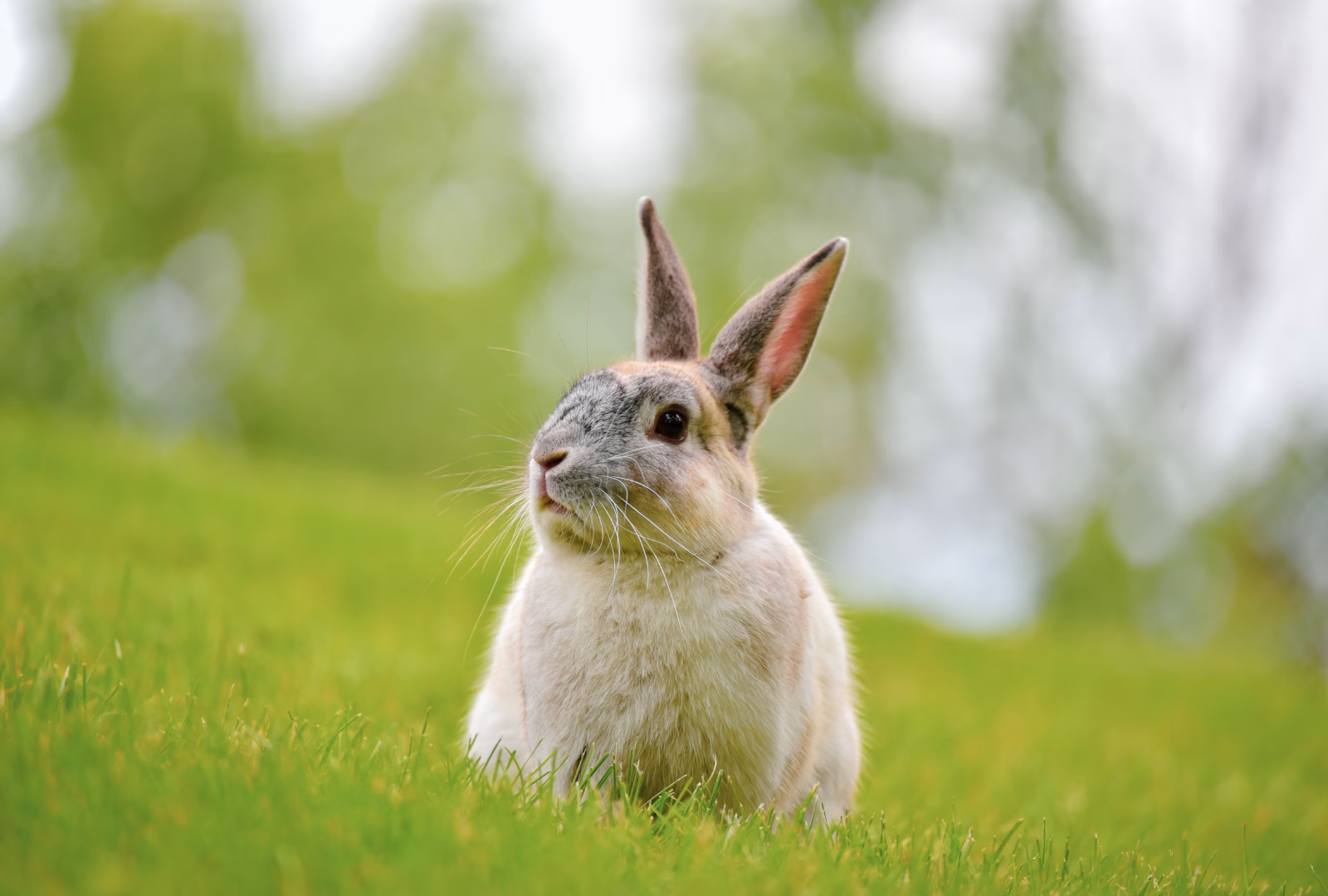 ¿Cuál es la esperanza de vida de un conejo salvaje?