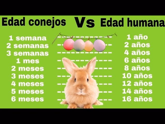¿Cuál es la causa más común de muerte en los conejos?