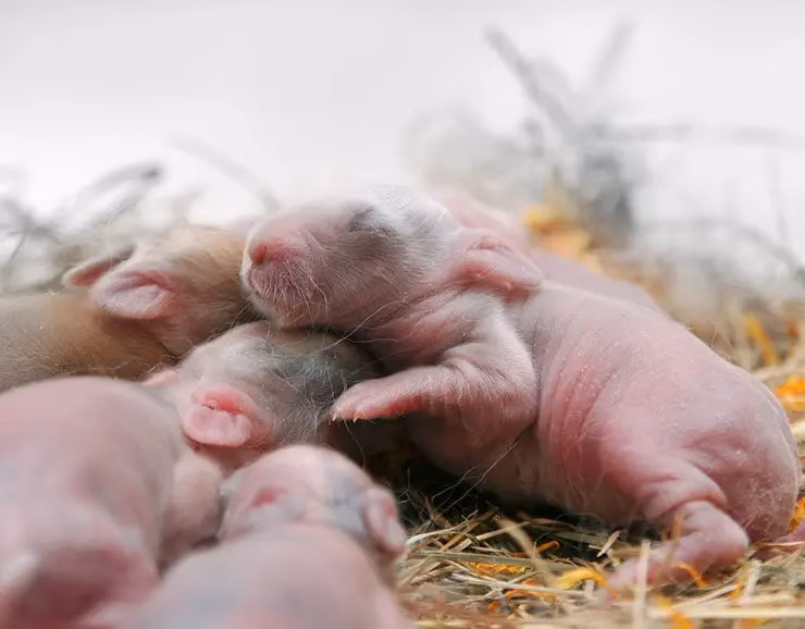 ¿Cuánto tiempo dura el embarazo de un conejo?