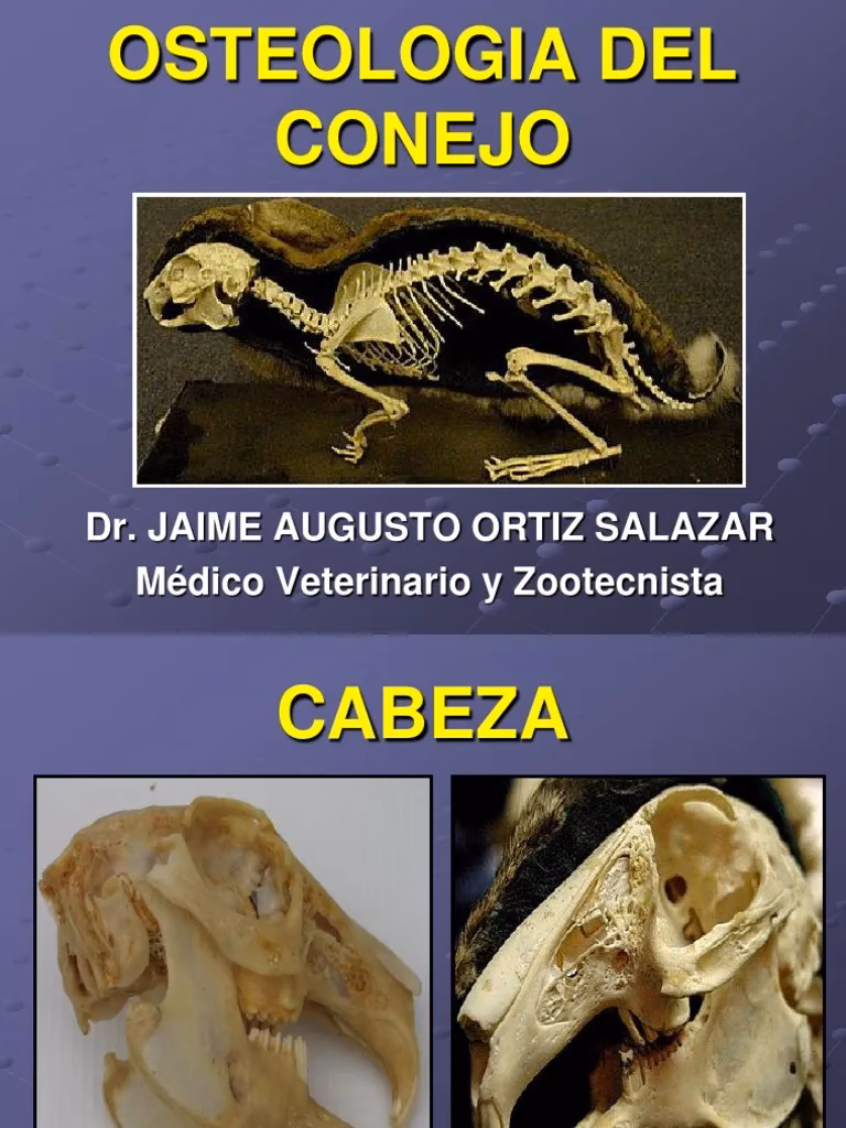 ¿Cuántos huesos tiene un conejo en total?