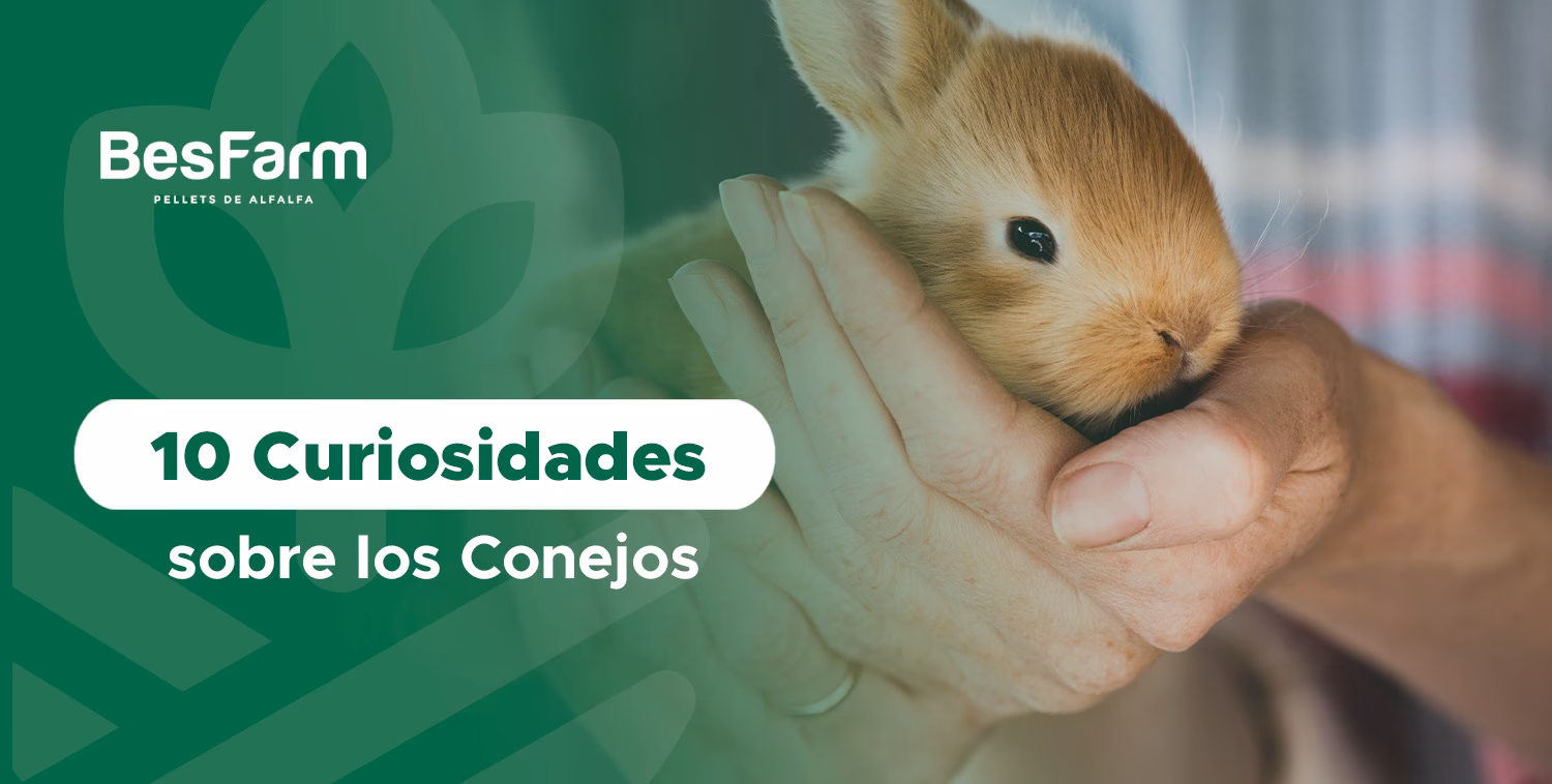¿Cuáles son 5 cosas curiosas sobre los conejos?