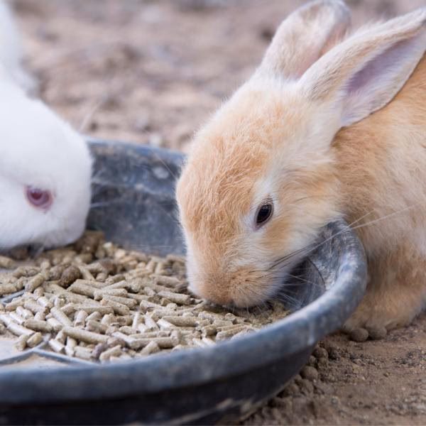 ¿Qué contiene el pienso para conejos?