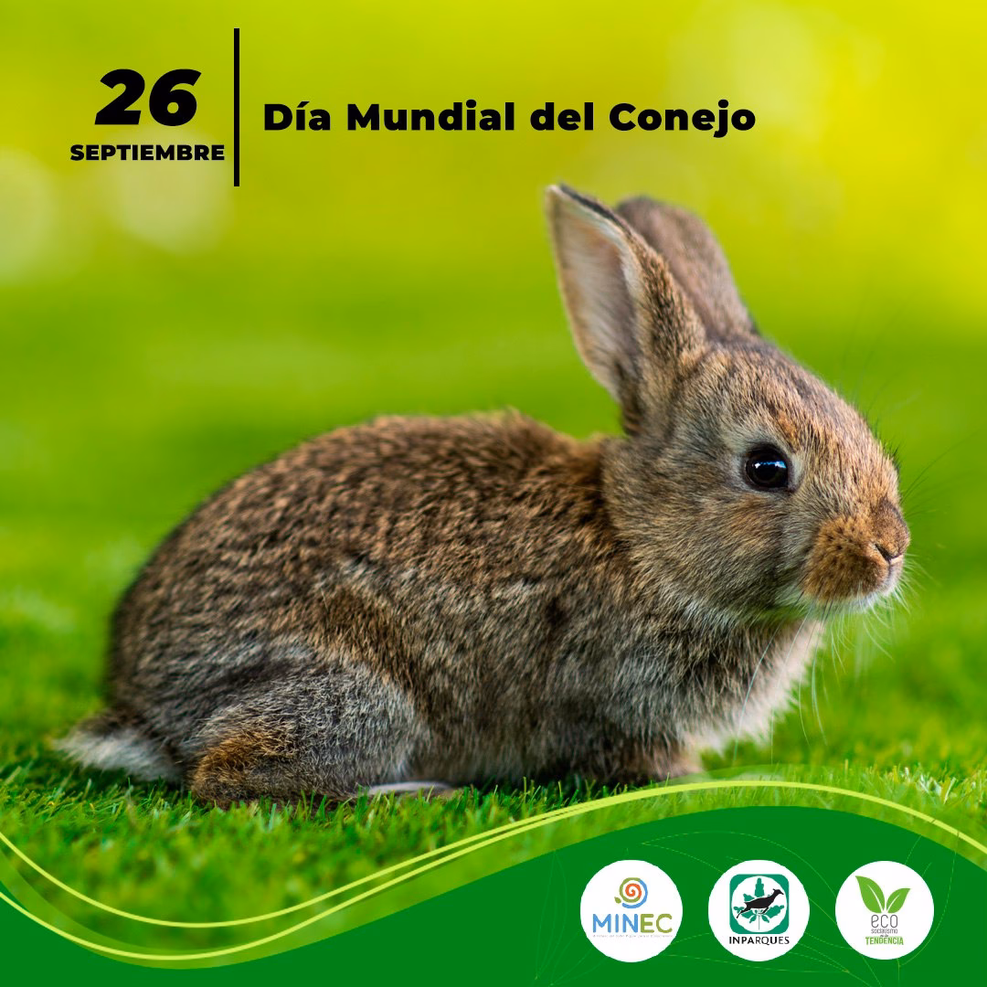 ¿Cuándo es el día del Conejo en Estados Unidos?