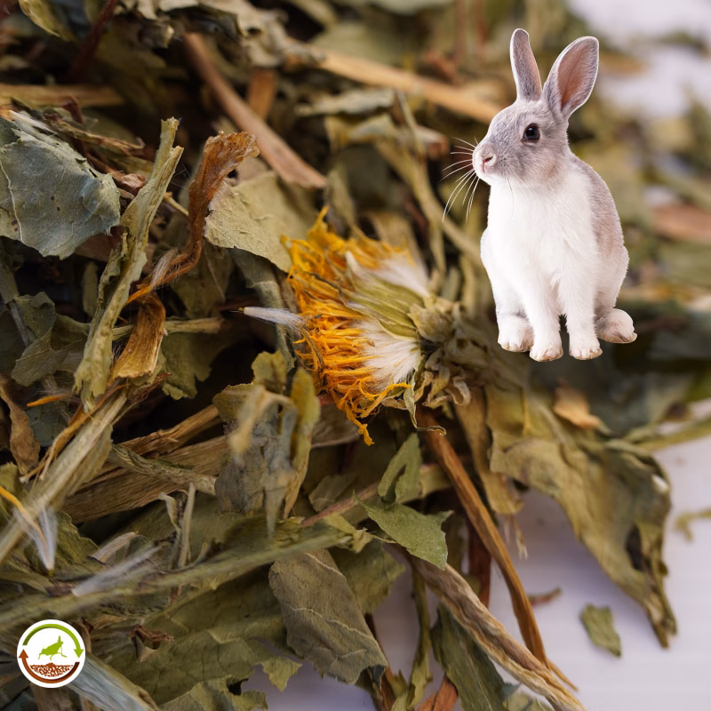 ¿Cuánta raíz de diente de león pueden comer los conejos?