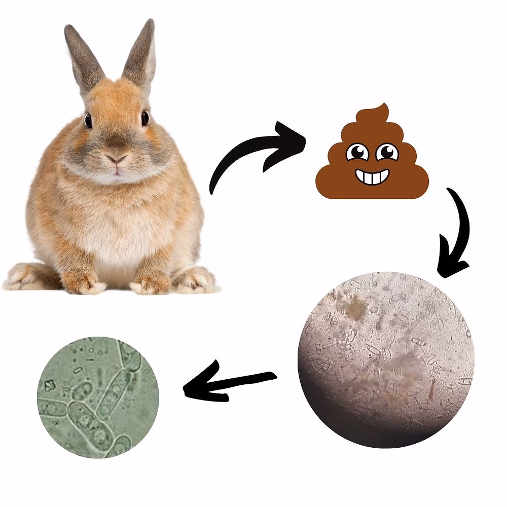 ¿Cómo eliminar la disbiosis?