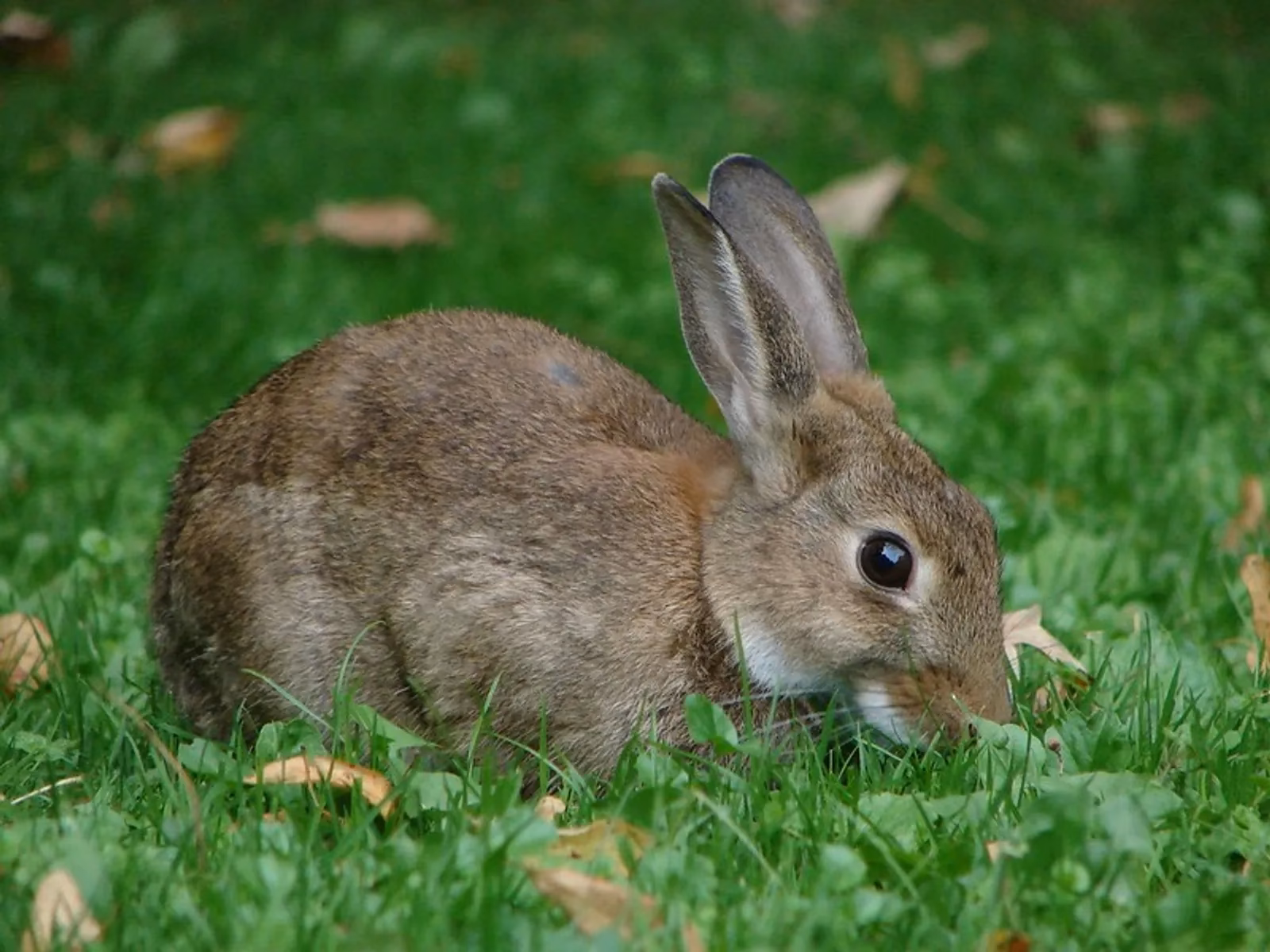 ¿De qué trata el programa de naturaleza sobre conejos?