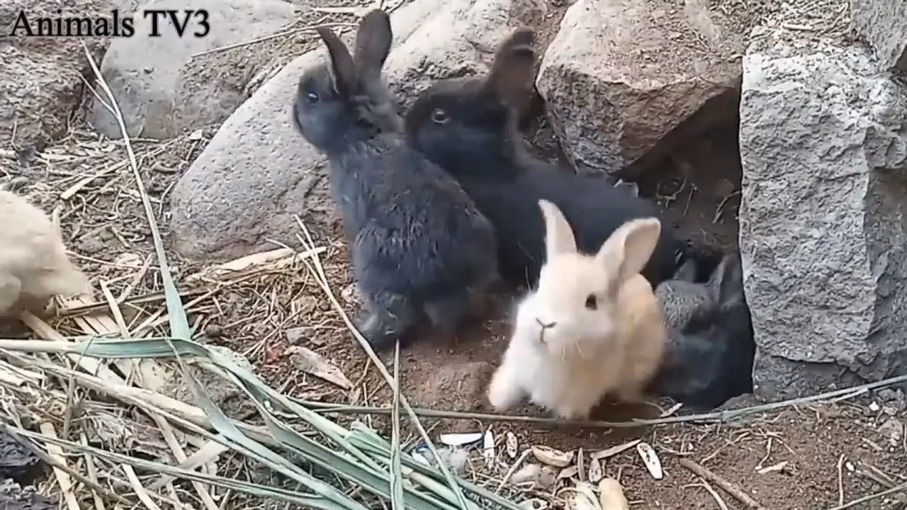 ¿Donde se llama viven los conejos?