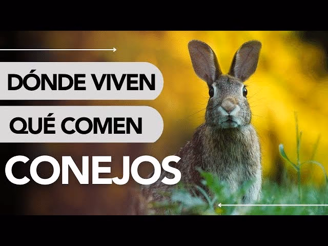 ¿Cómo se llama la casa donde viven los conejos?