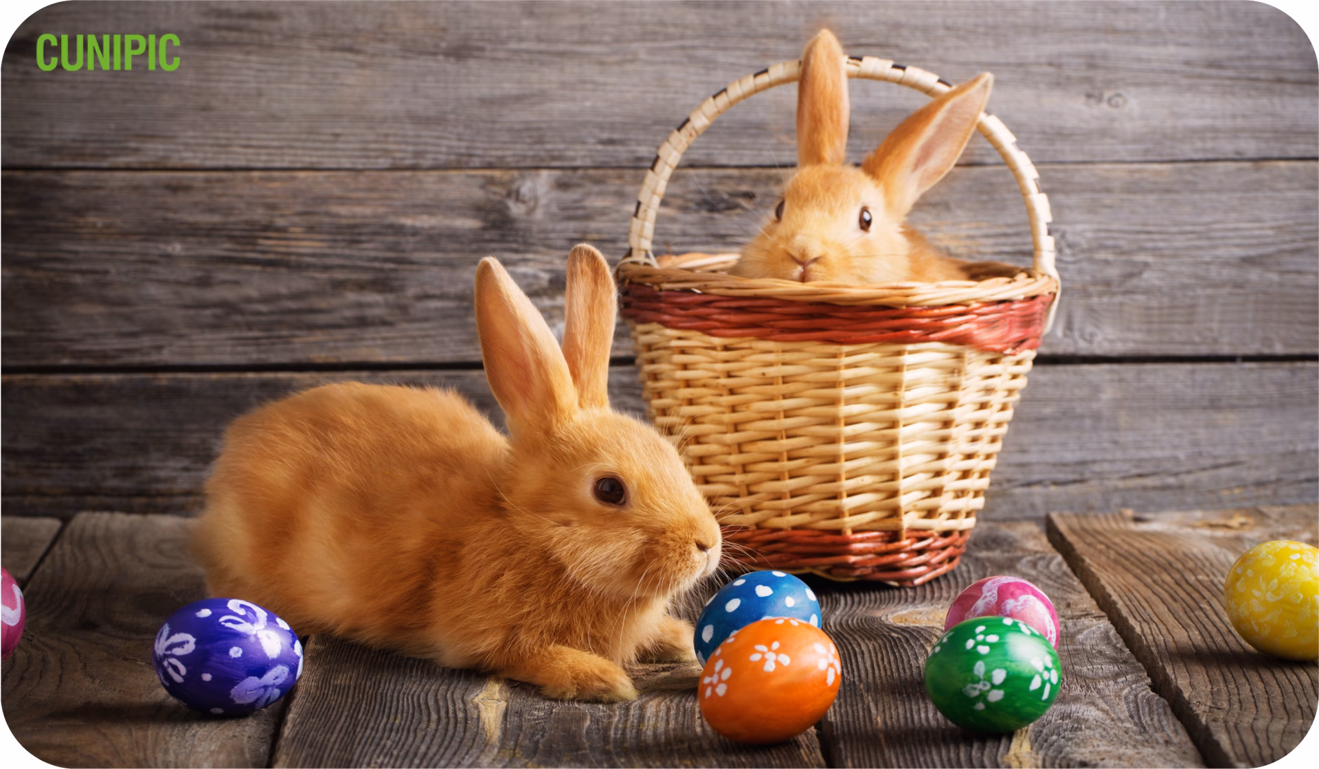 Why is Easter celebrated with bunny?
